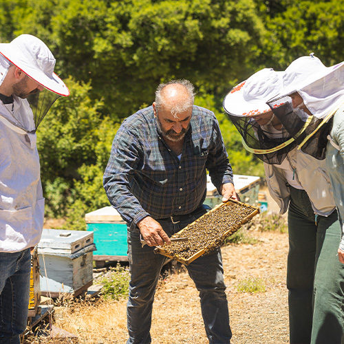 truffle hunting greece crete heraklion chania rethimno