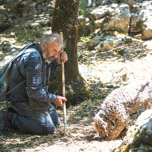 truffle hunting greece crete heraklion chania rethimno