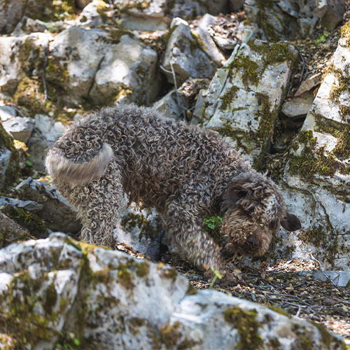 truffle hunting greece crete heraklion chania rethimno