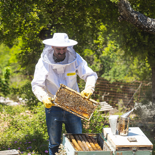 truffle hunting greece crete heraklion chania rethimno