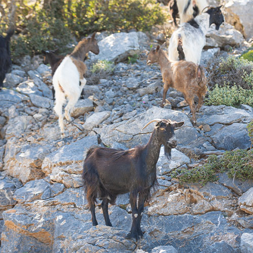 truffle hunting greece crete heraklion chania rethimno